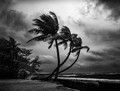 Palms facing storm
