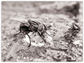 Fly