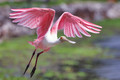 Spoonbill