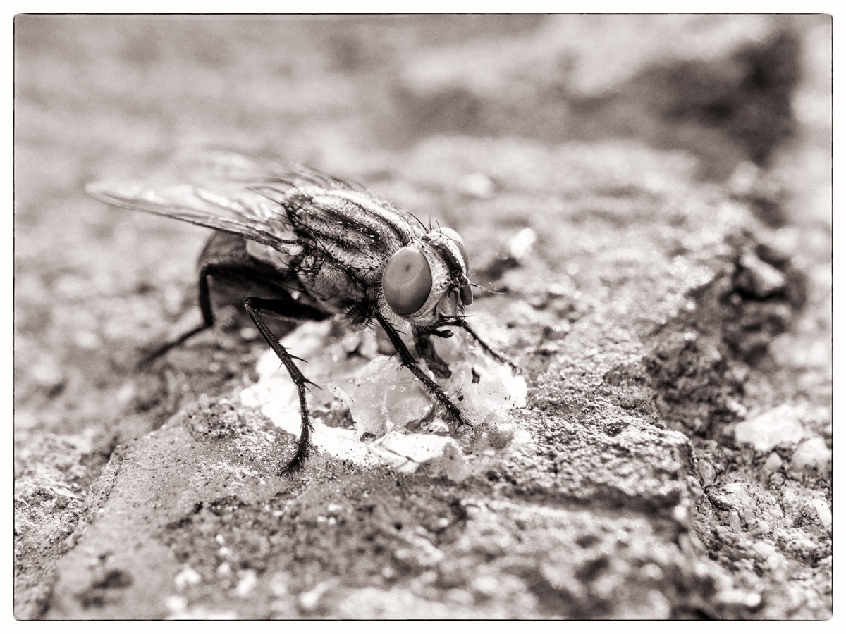 Fly