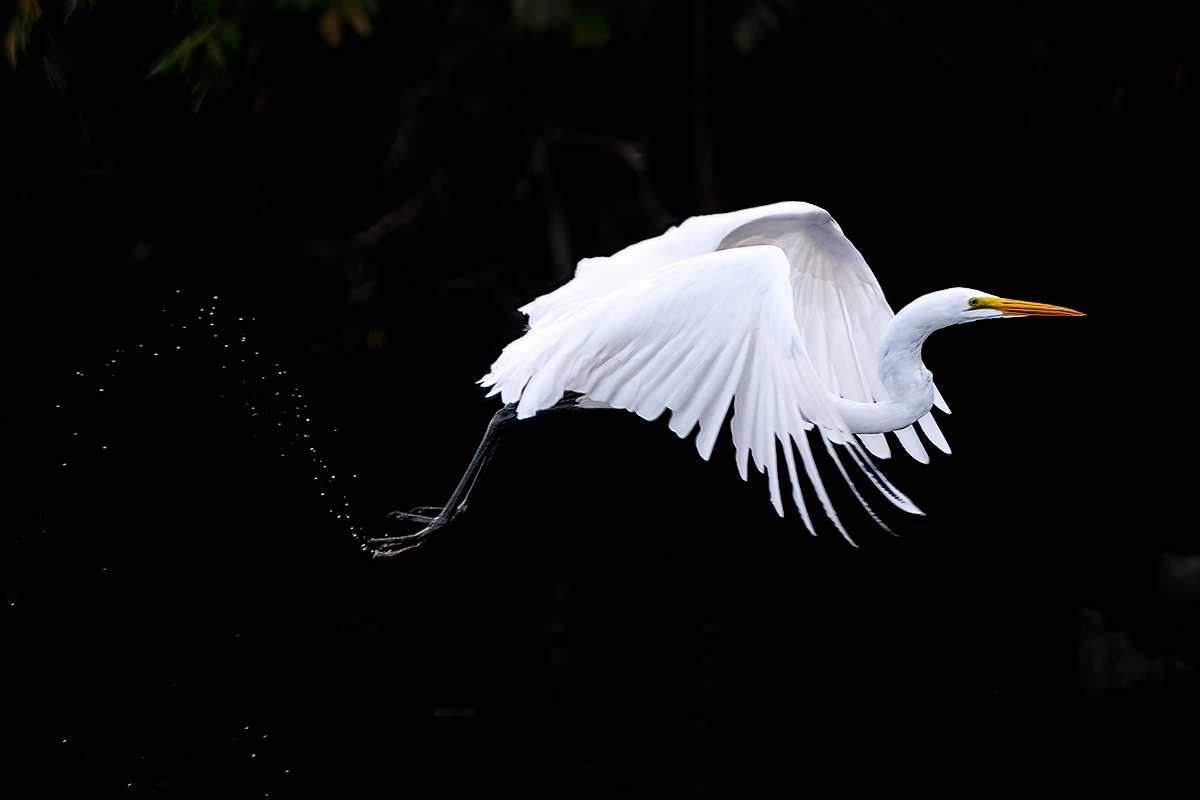 Flight of Dreams