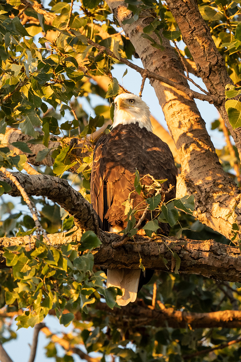 Bald eagle enjoying the sunset 