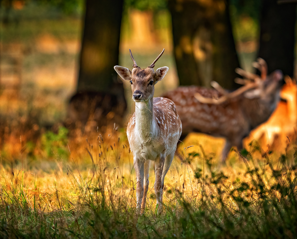 Fallow Doe at Sunrise