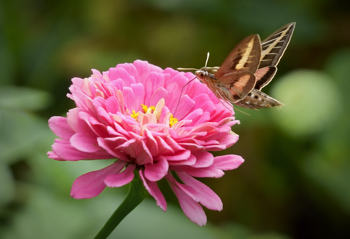 White-Lined Sphinx - Hummingbird Moth