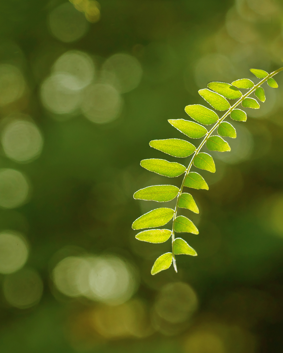 Light through Halka Honeylocust Branch