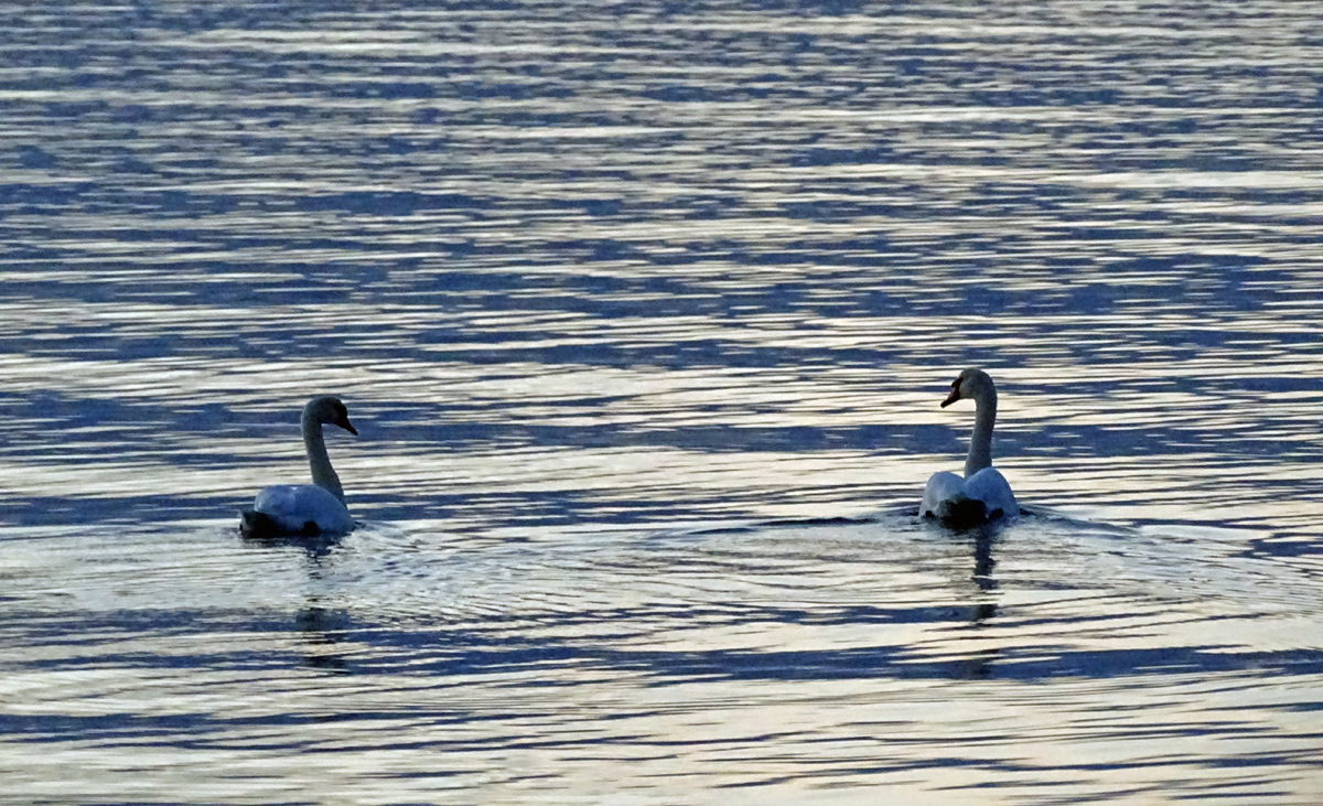 Swans in Dusk 