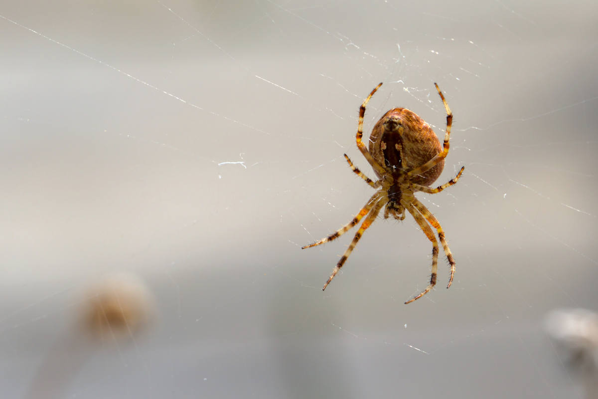 Garden Spider (Araneus diadematus)