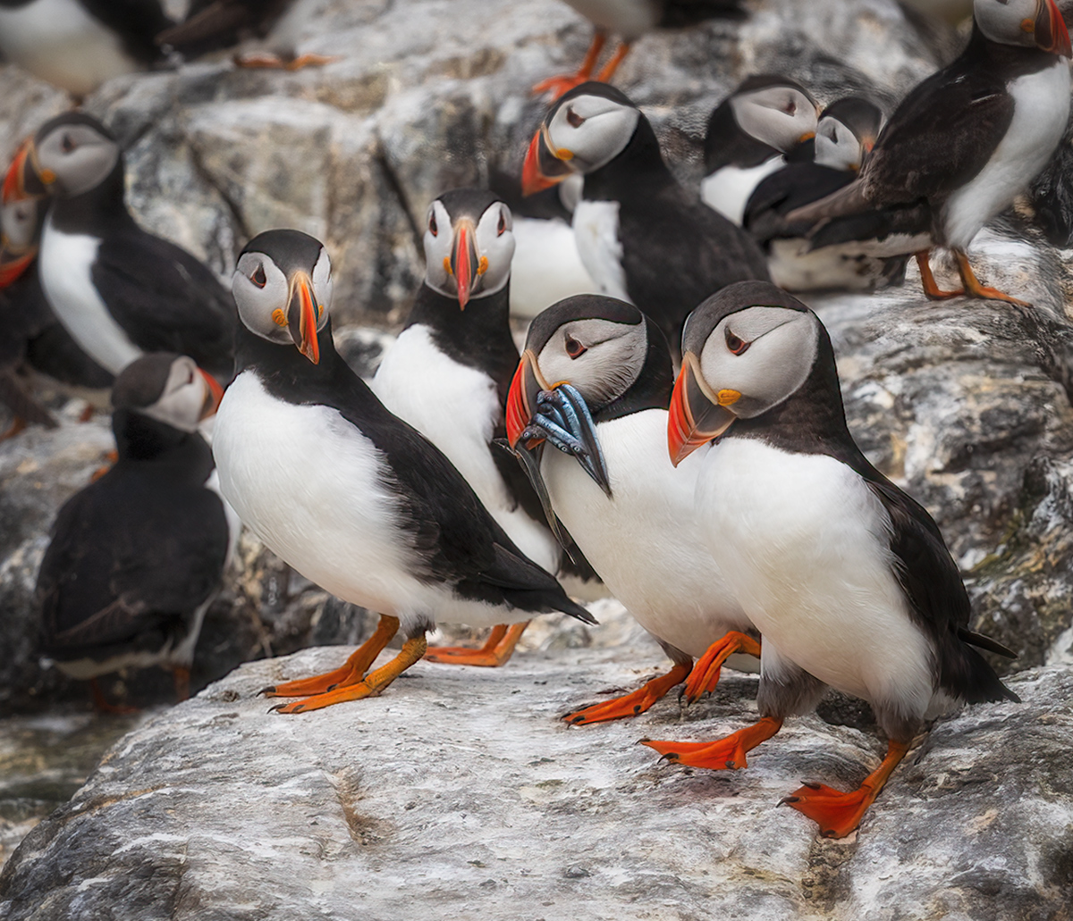 Farne Islands - The Most Wonderful Place in the World!