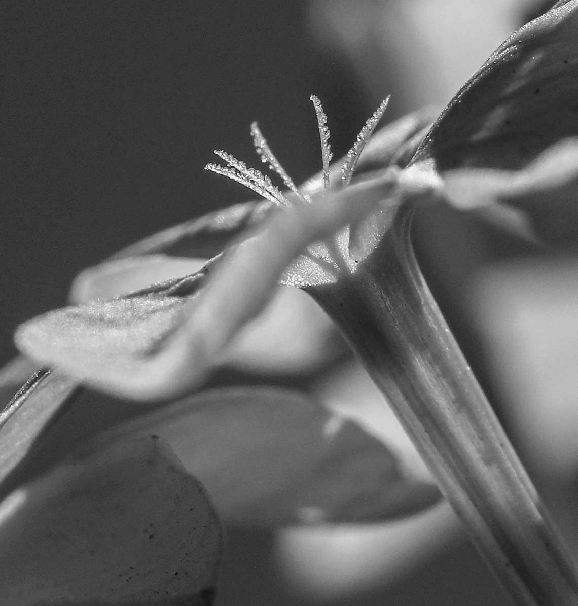 achromatic garden