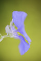 Blue Blume