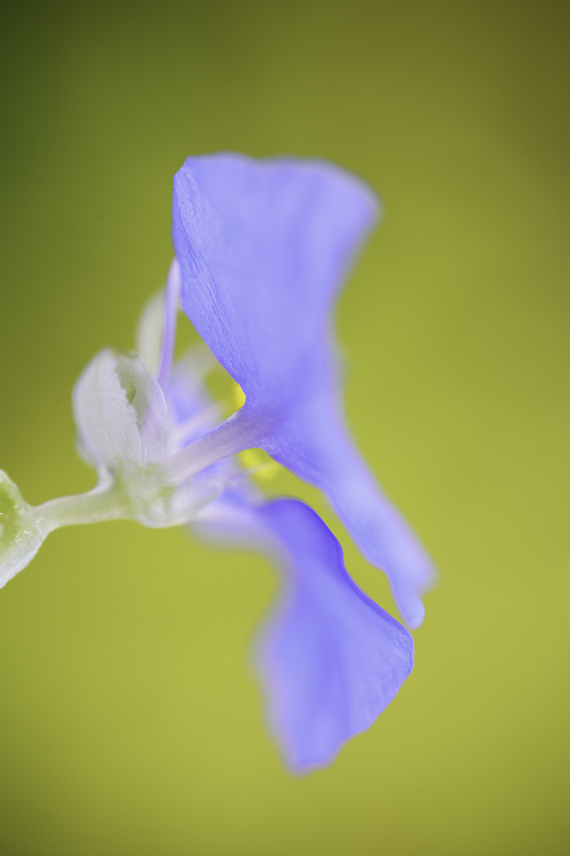 Blue Blume