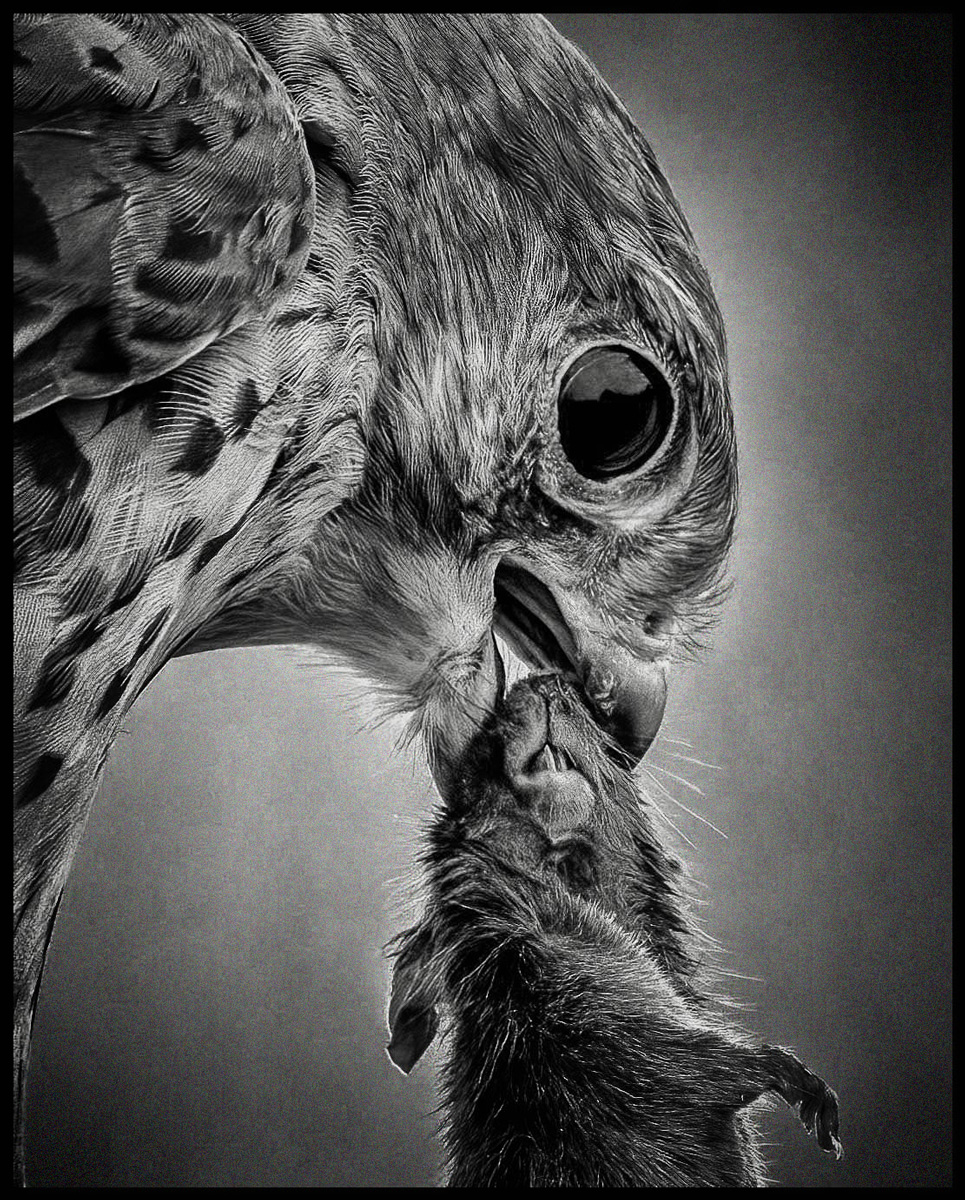 This wasn't what Roger had in mind when Kes said 'come for lunch'...