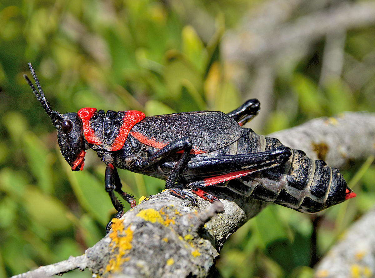 Dictyophorus Spumans