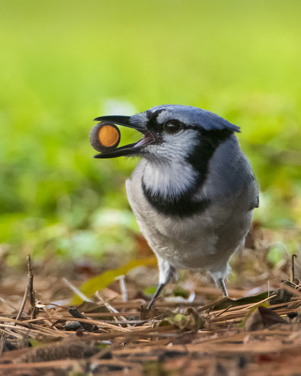 Jay