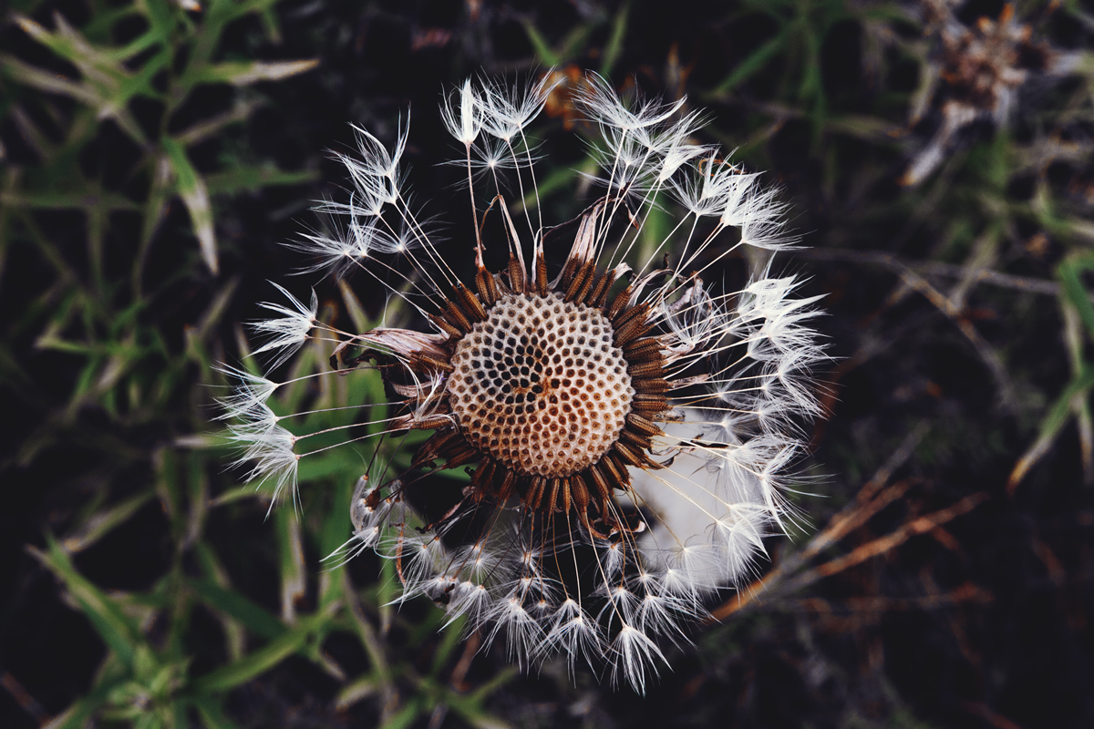 Dandelion