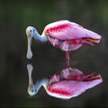Roseate Reflection