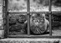 Behind bars