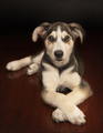 The Gentleman Husky