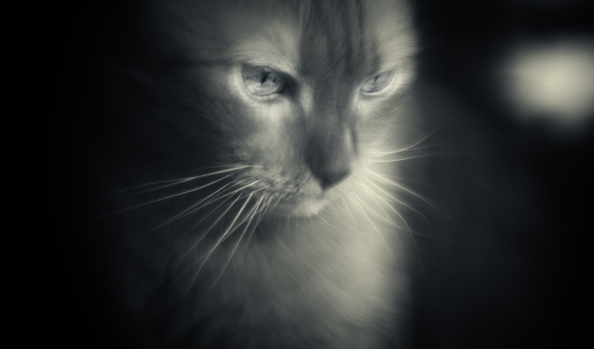 Soft Kitty, Warm Kitty, Little Ball of Fur...