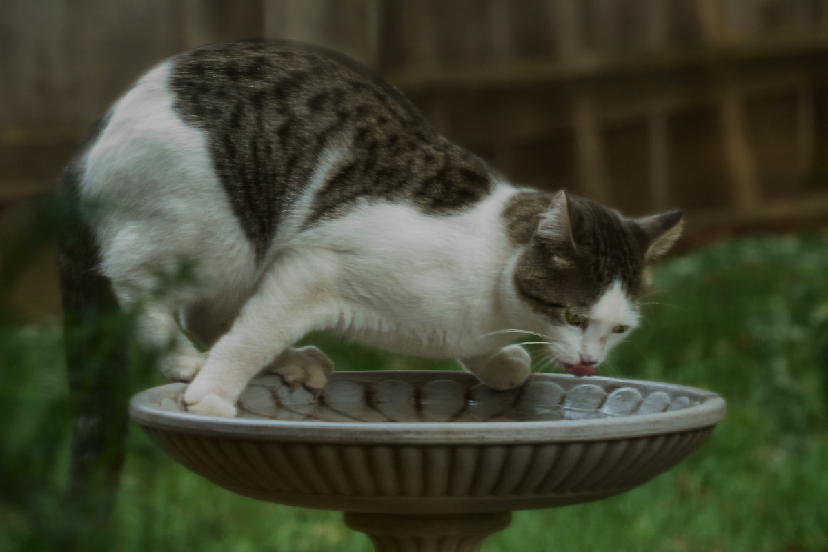 Cats Get Thirsty, Too