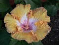 Hibiscus with foliage