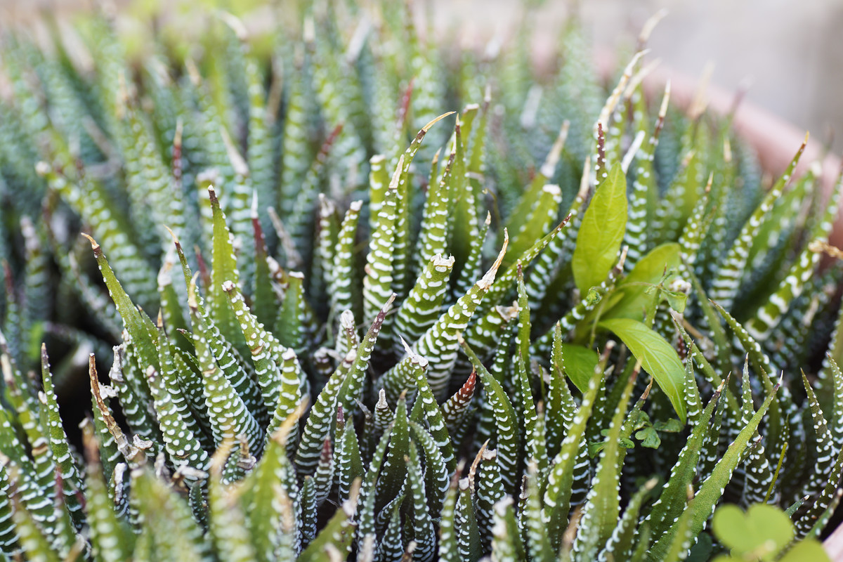 cactus Foliage