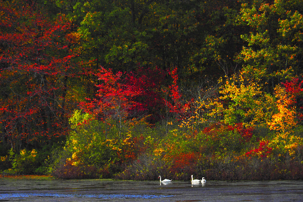 Fall Foliage