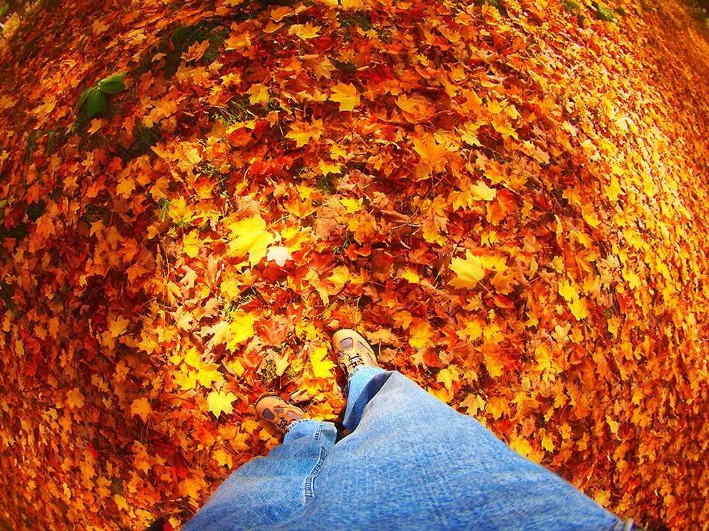 Fisheye Foliage