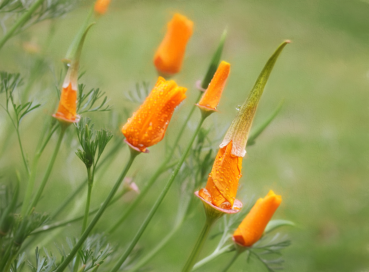 California Poppies