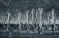 Primeval forest