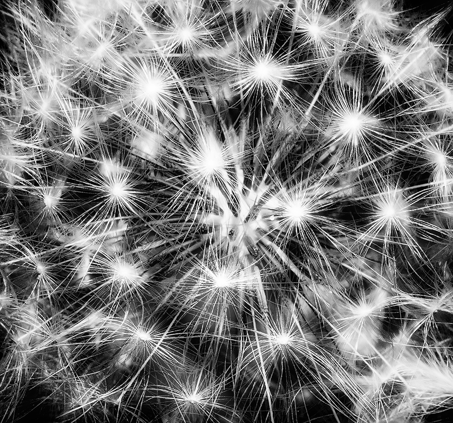 Starseeds