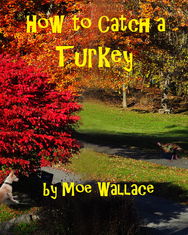 How to catch a Turkey