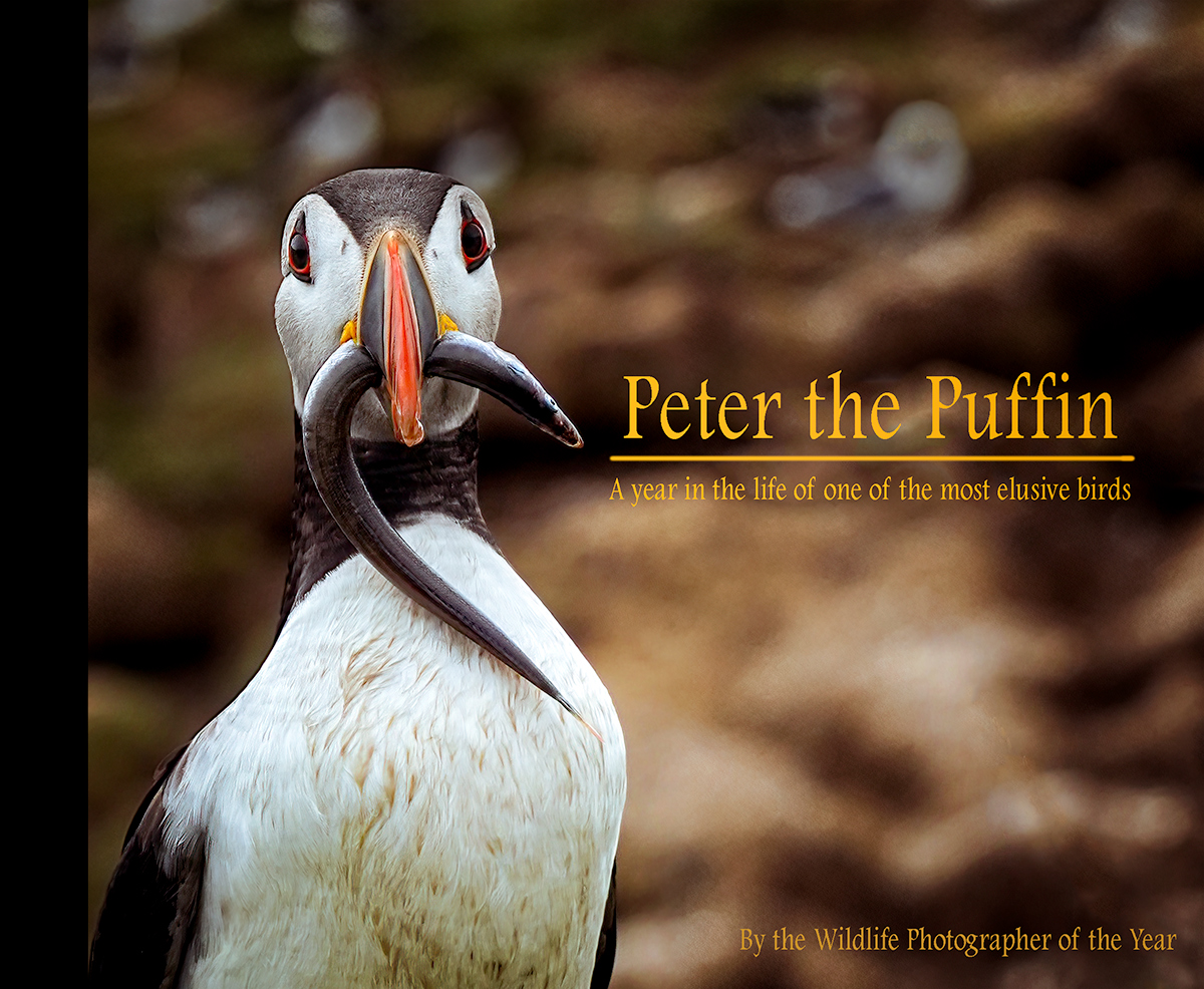 Peter the Puffin