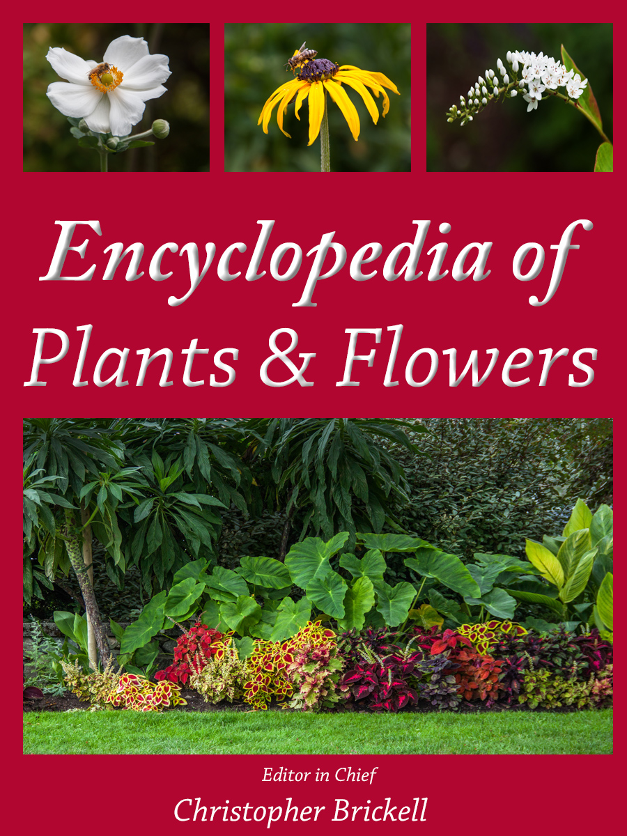 Encyclopedia of Plants & Flowers