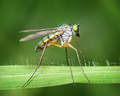 Dolichopodidae - Long Legged Fly