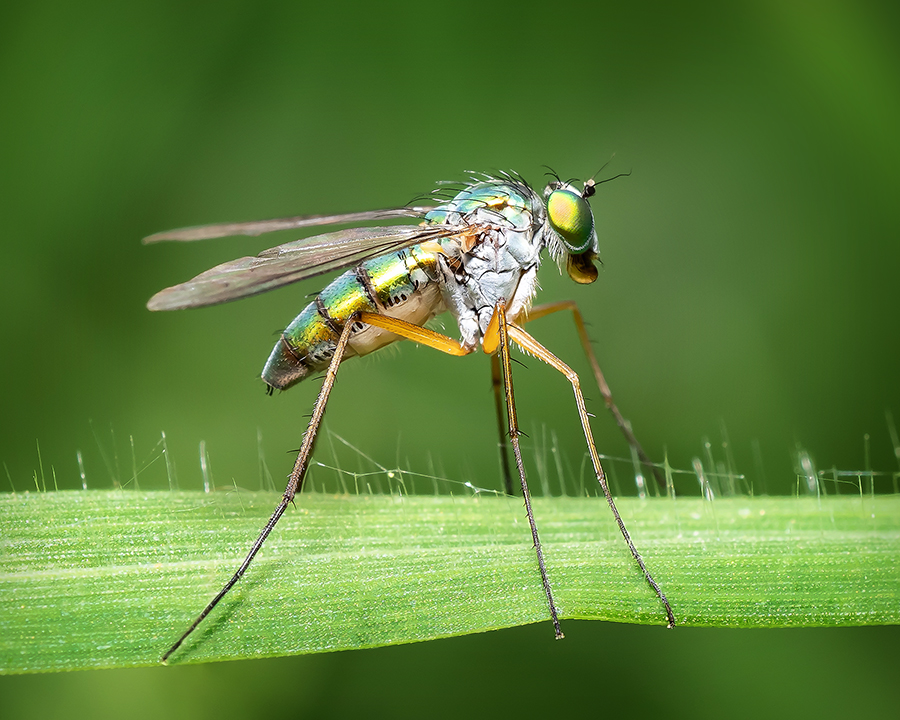 Dolichopodidae - Long Legged Fly