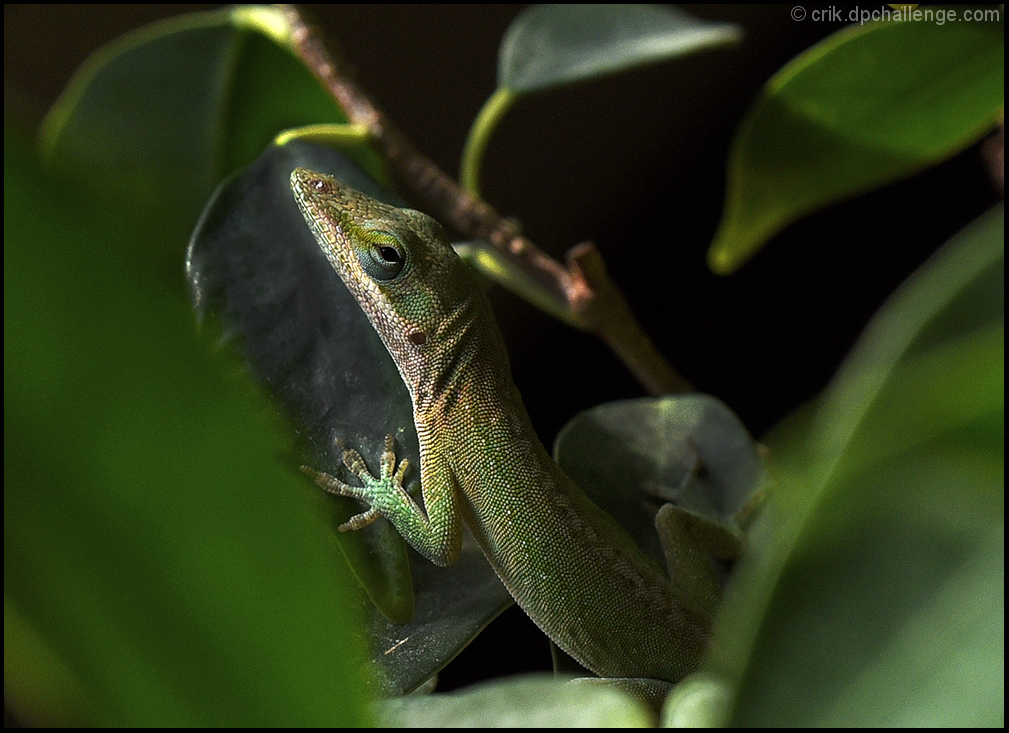 A little green Anole