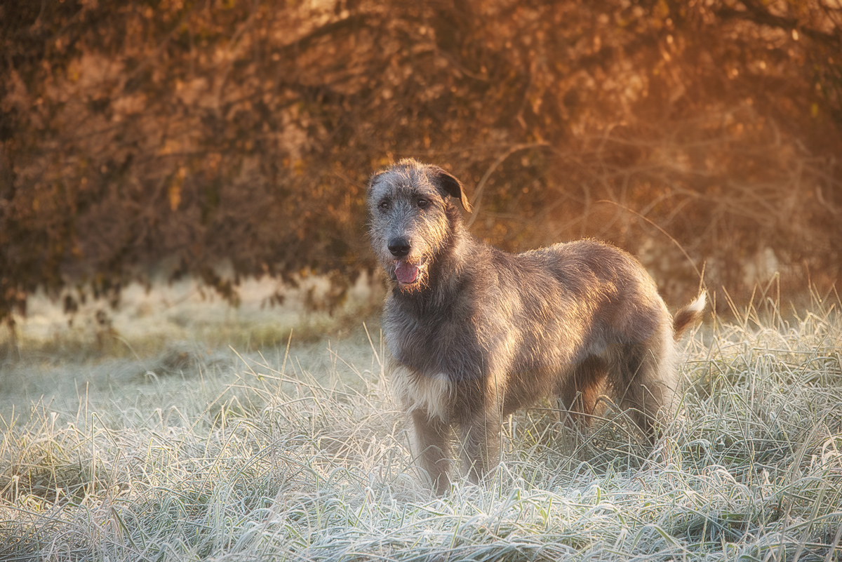 Oh, Look! A Wolfhound!