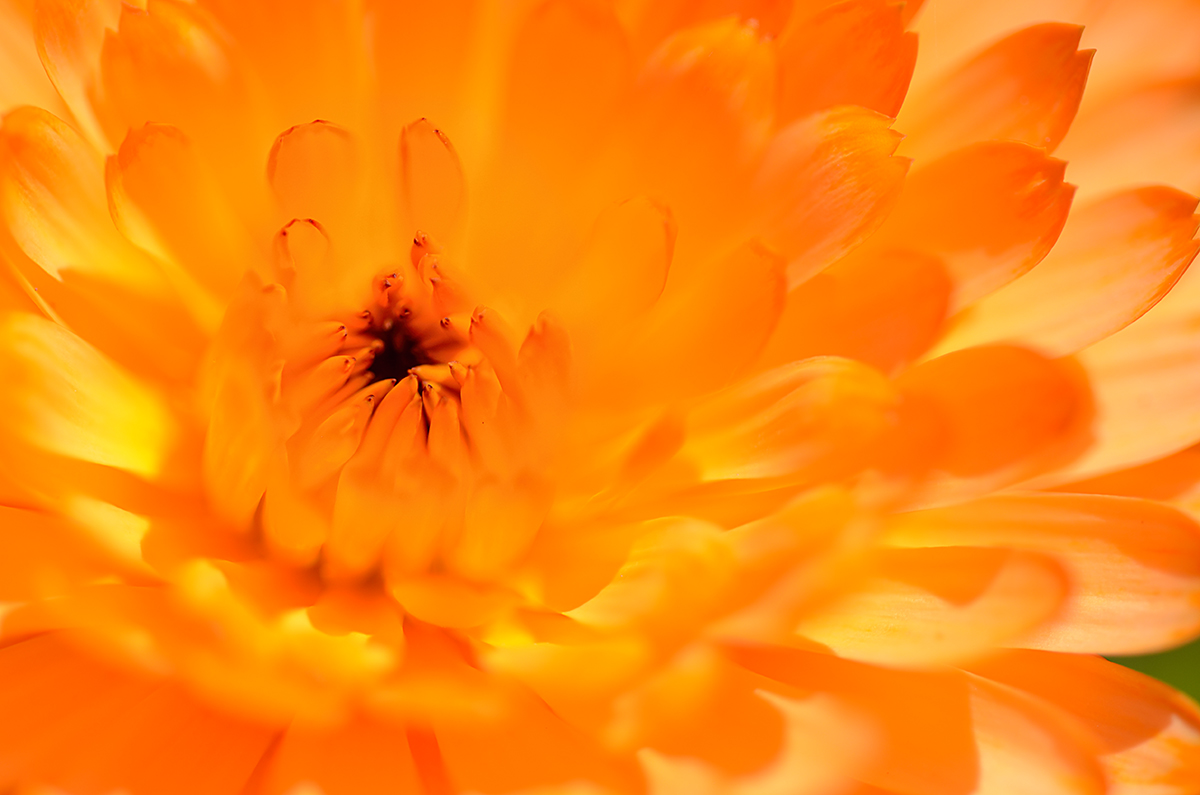 Calendula