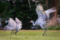 Sandhill Samba (Courtship Dance)