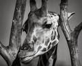 Girafarig