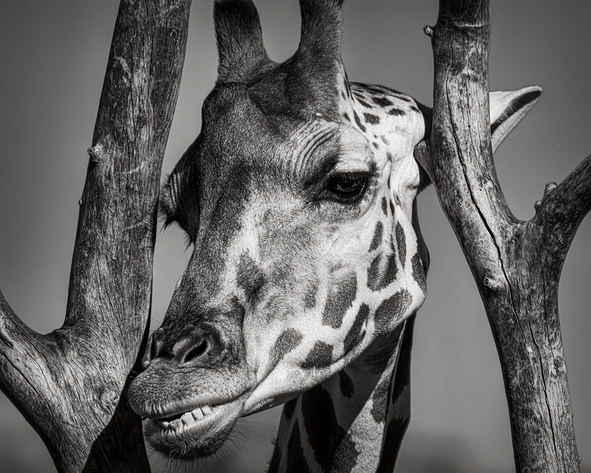 Girafarig