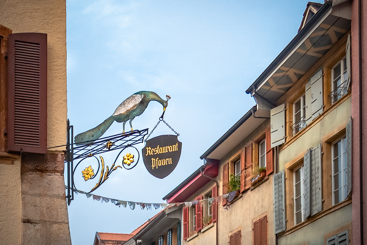 Peacock in the Old Town