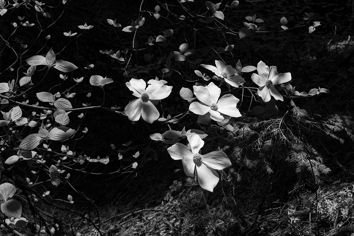 Dogwood Blossoms, Yosemite