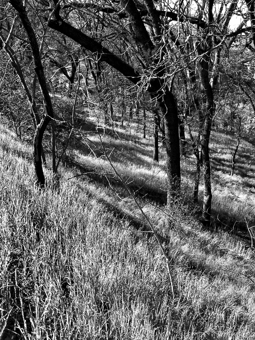 Dappled Hillside