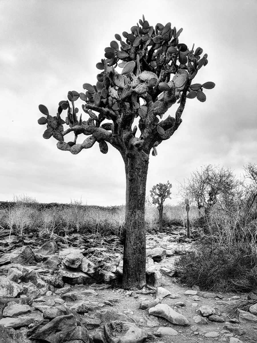 Cactus Tree