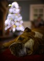 Betsy, Baubles and Bokeh