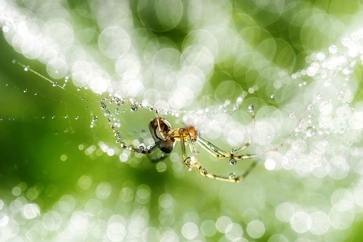 Silent Symphony with Spider