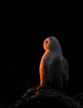 On alert