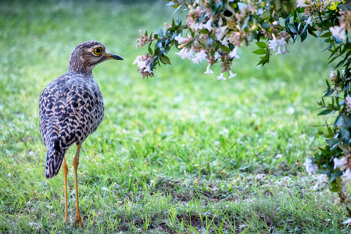 Spotted Dikkop